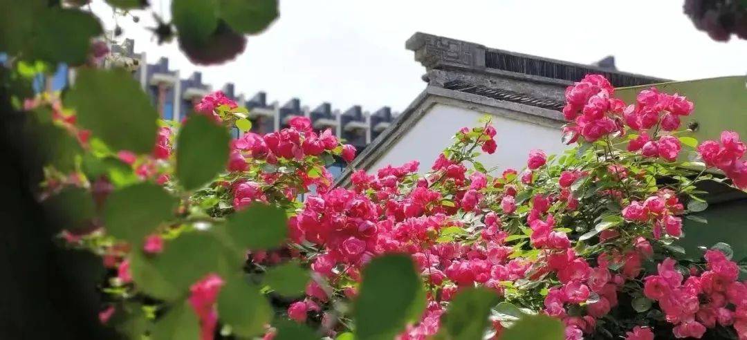 如何找当地皇冠代理_沪苏湖高铁开通在即如何找当地皇冠代理!原来沪苏湖高铁周边有这么多好看又好玩的地方