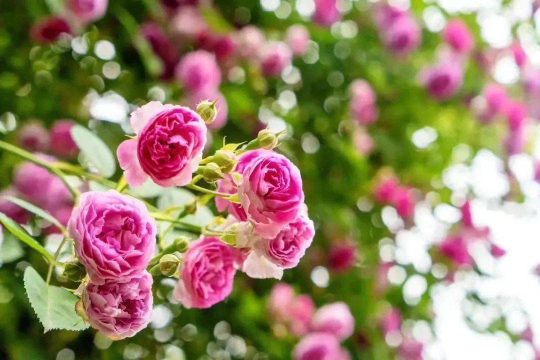 如何找当地皇冠代理_沪苏湖高铁开通在即如何找当地皇冠代理!原来沪苏湖高铁周边有这么多好看又好玩的地方