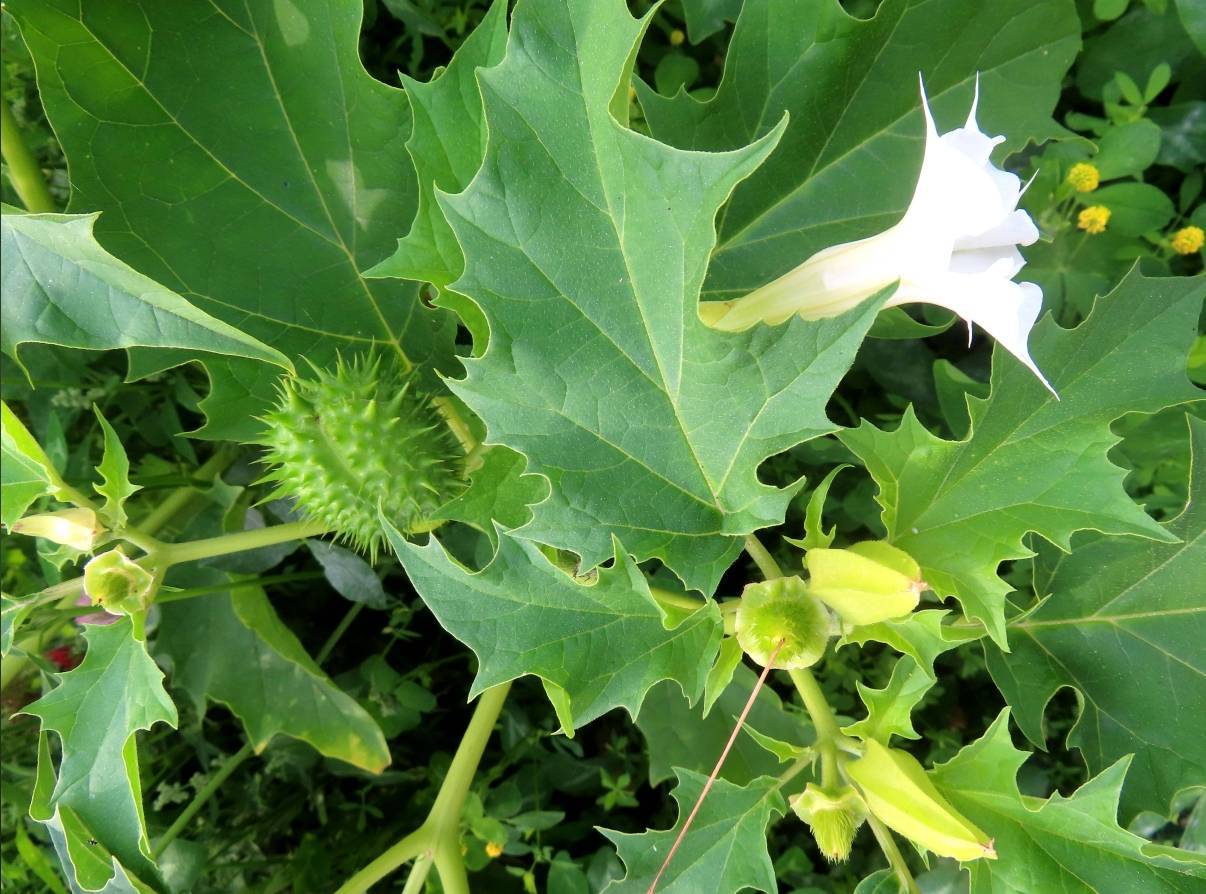 怎么开皇冠信用网
_一口药酒下肚怎么开皇冠信用网
,半小时后毒发,毒性植物曼陀罗可轻易网购