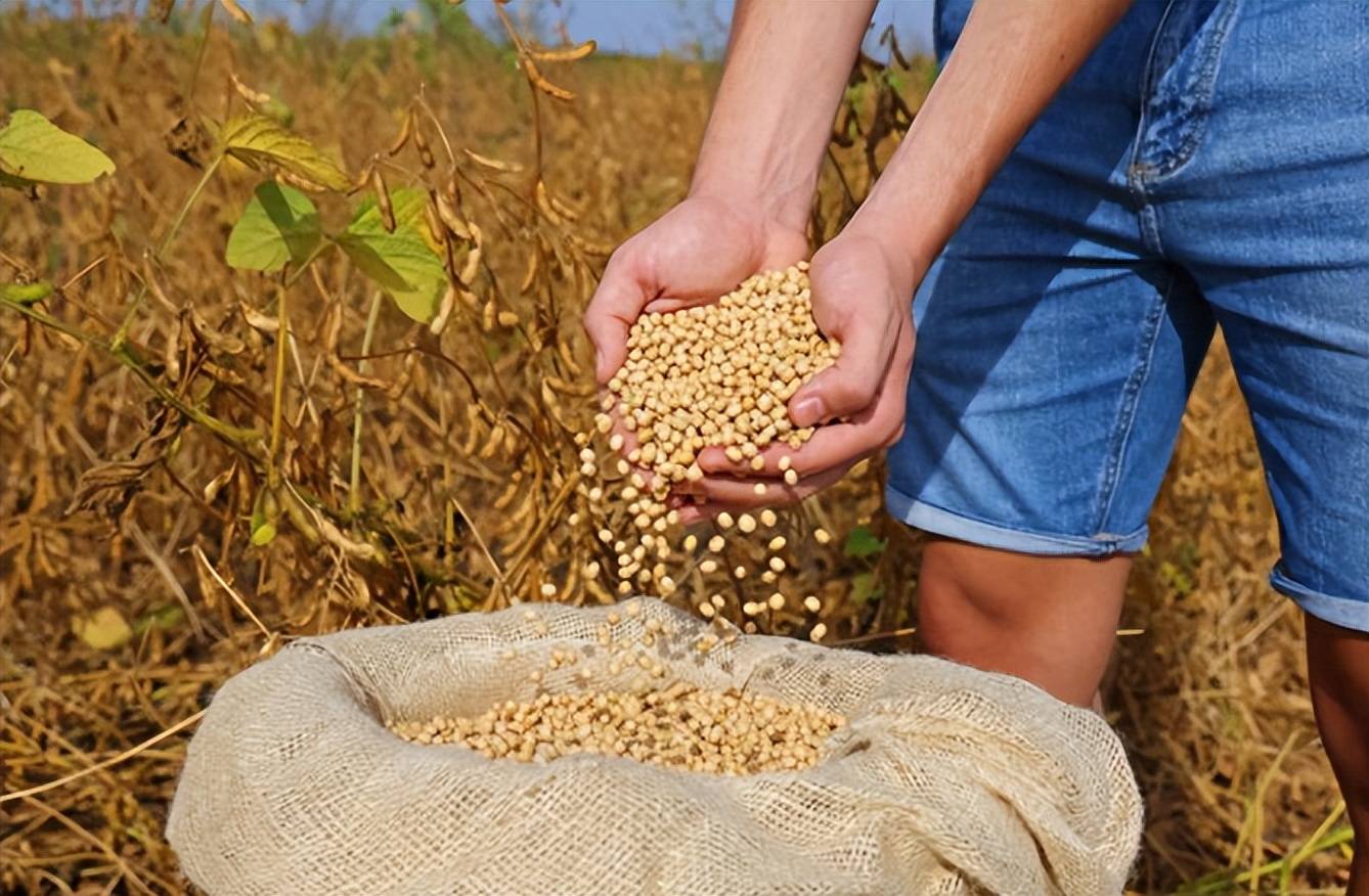 皇冠信用盘开户
_美国大豆比巴西豆贵还加税皇冠信用盘开户
,中国采购停滞不是违约,市场规律才是关键?